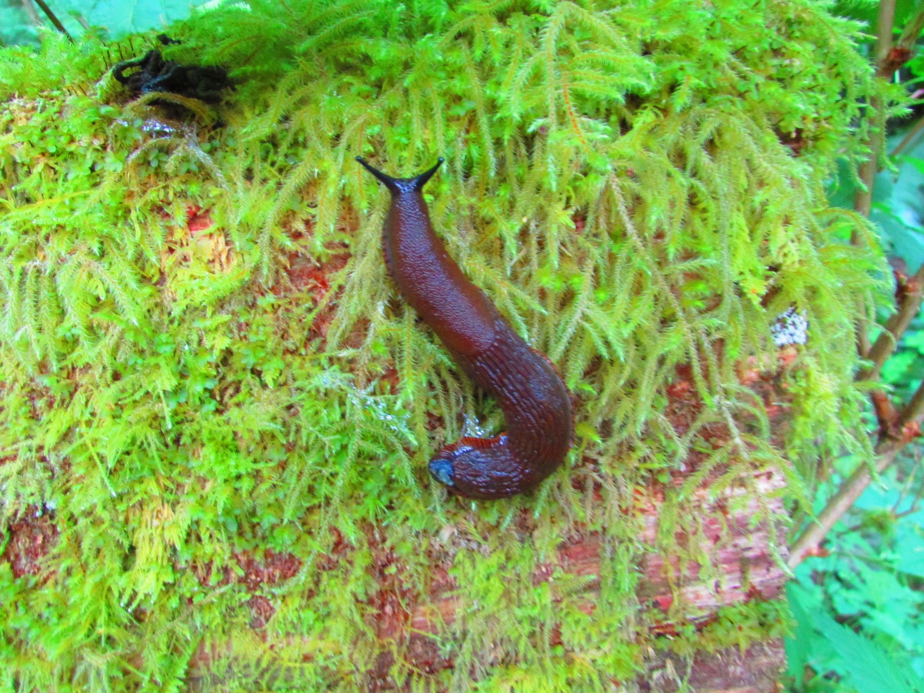 Psychedelic Rain-Forest Slug! (Jeff Suwak)