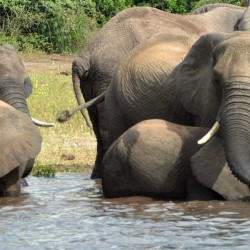 Botswana Weighs Lifting Hunting Ban, With Eye On Reducing Elephant Population