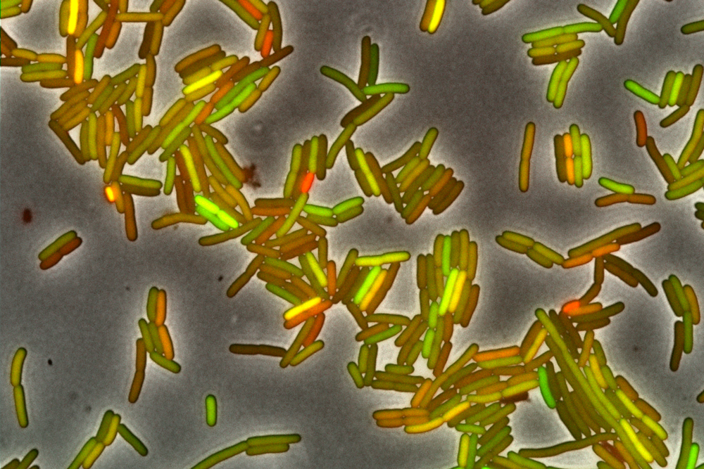 The cloned E. coli bacteria growing in this laboratory culture glow with colors from two fluorescent proteins they express