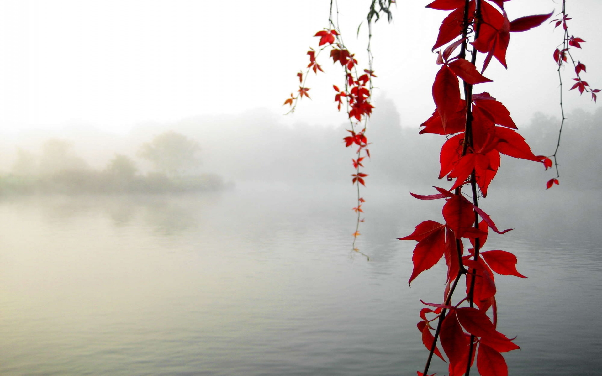 Red Vine Along a Lake in the Morning Mist on Haze Islands, 1920x1200. (Belle Deesse,18 December 2012)