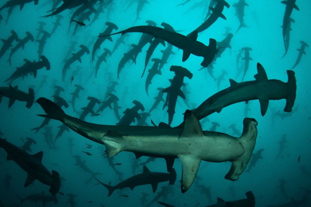 Diving with Schools of Hammerhead Sharks in Cocos Island (Image Dive and Boats)