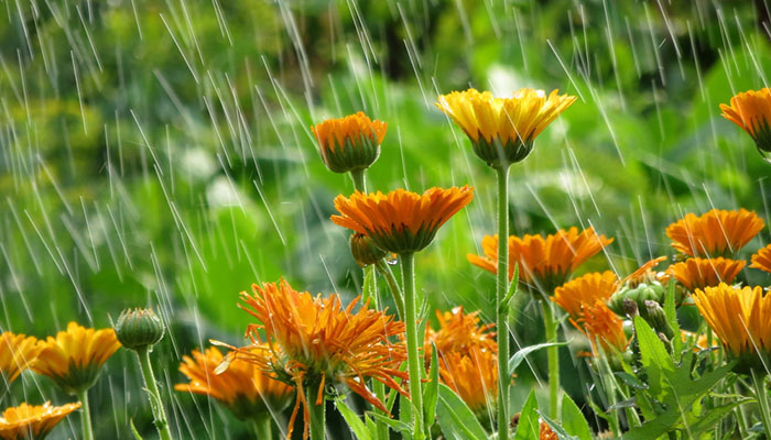 Flowering plant in heavy rain