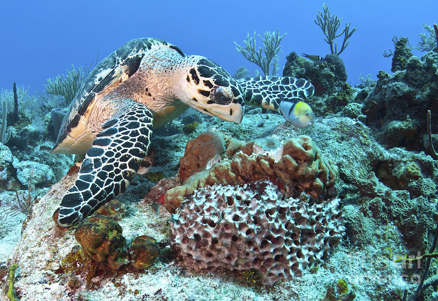 Hawksbill Turtle Feeding On Sponge. (Image Karen Doody)