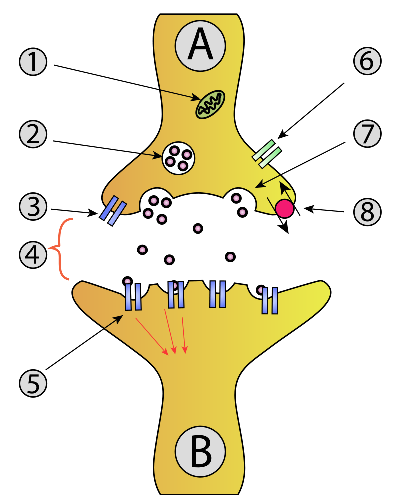 Synapse (Image WikiCommons)