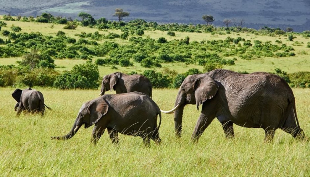 Scientists have used satellite data to see where African vegetation is thriving and where it is in retreat. (Photo. Shutterstock)