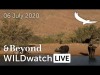 WILDwatch Live | 06 July, 2020 | Afternoon Safari | South Africa