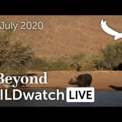 WILDwatch Live | 06 July, 2020 | Afternoon Safari | South Africa