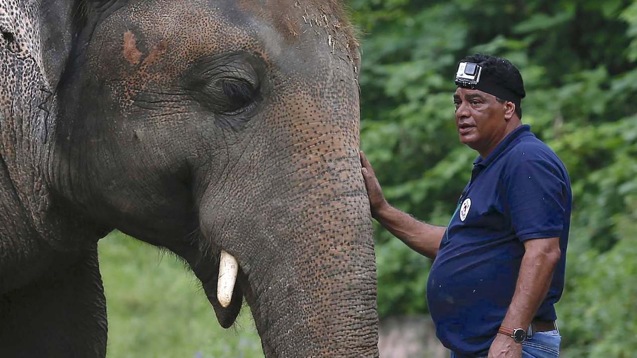 ‘My way’: Islamabad elephant serenaded during check-up