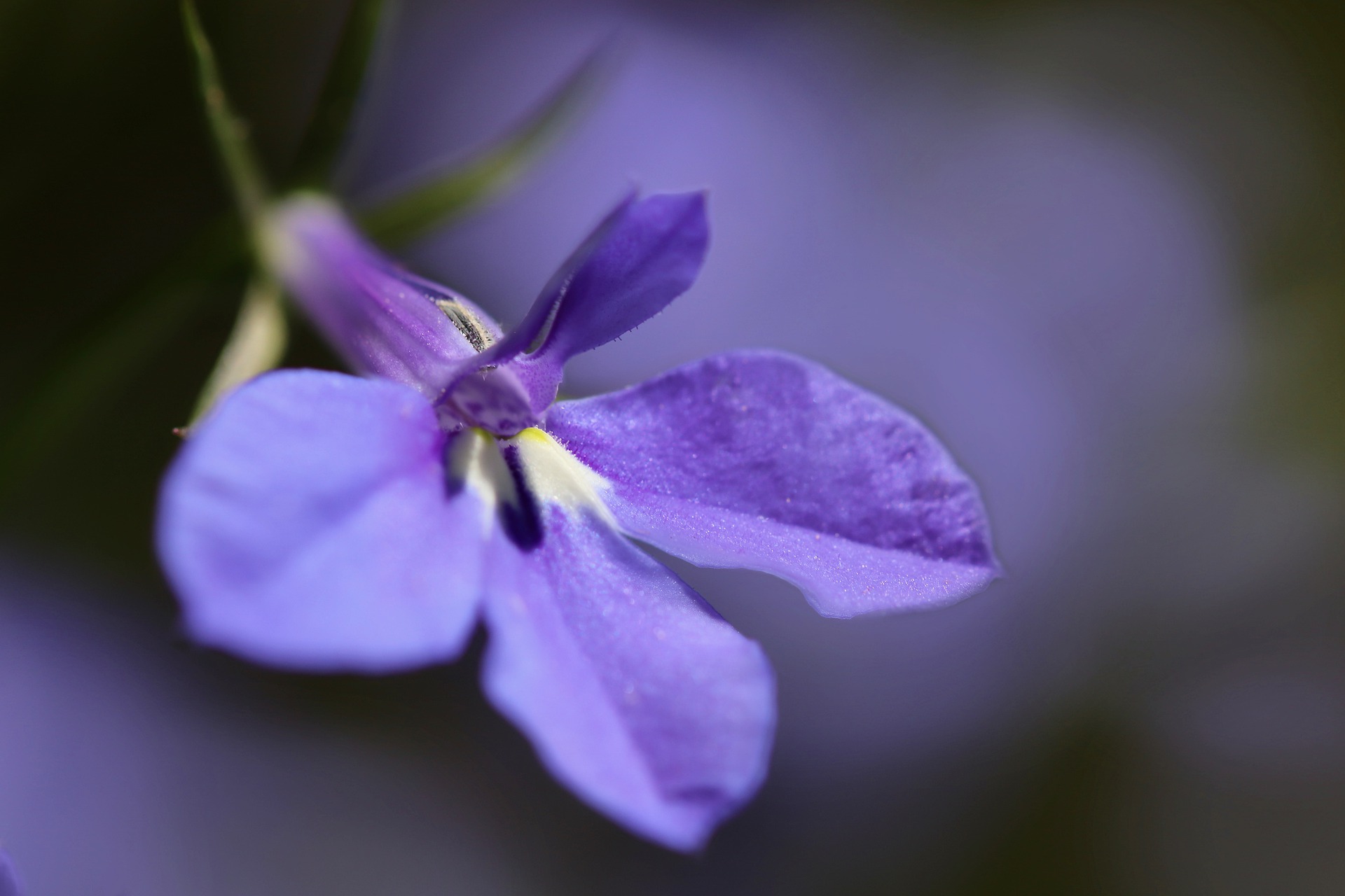 Be careful of praises you receive (Lobelia siphilitica, Blue praise)