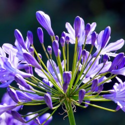 Agapanthus Africanus 'Lily of The Nile'