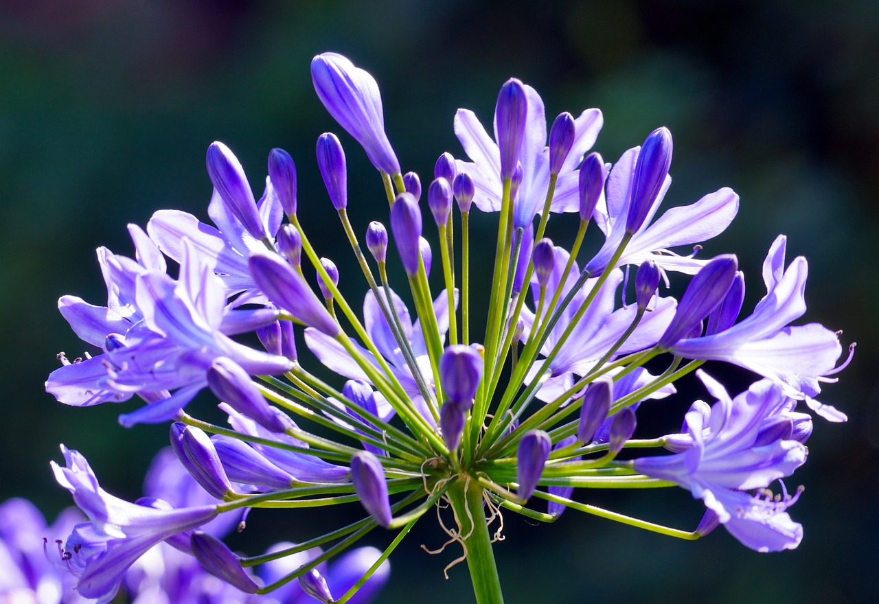 Agapanthus Africanus 'Lily of The Nile'