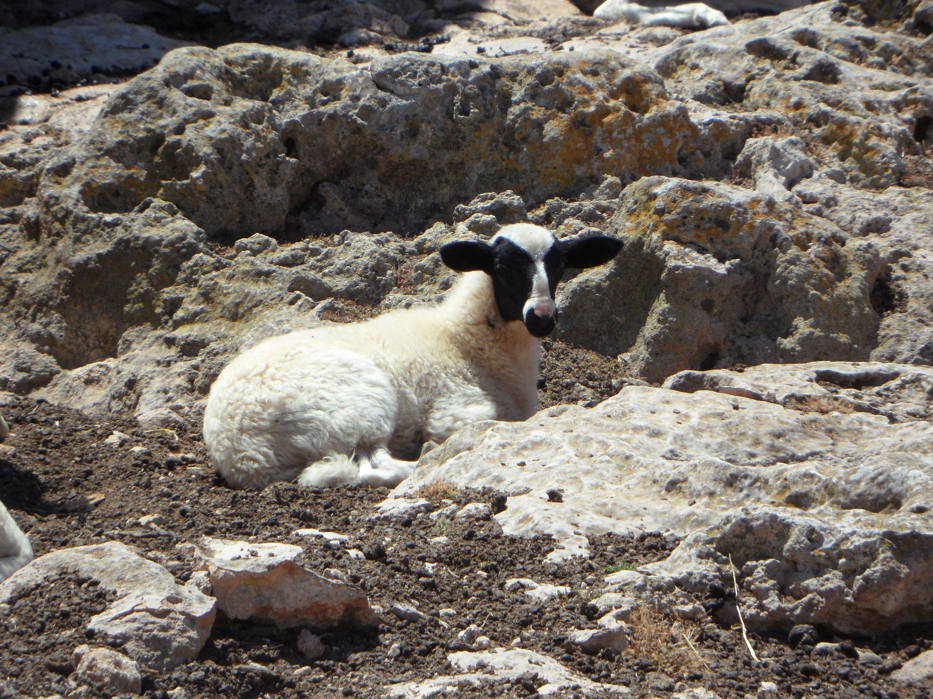 A Lost Sheep is Waiting for You - Doxa Magazine
