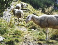 Sheep, Trials, Temptations