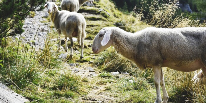 Sheep, Trials, Temptations