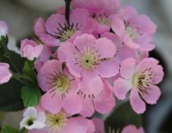 Cultivating An Attitude of Gratitude