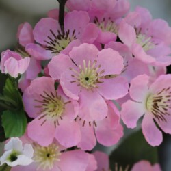 Cultivating An Attitude of Gratitude